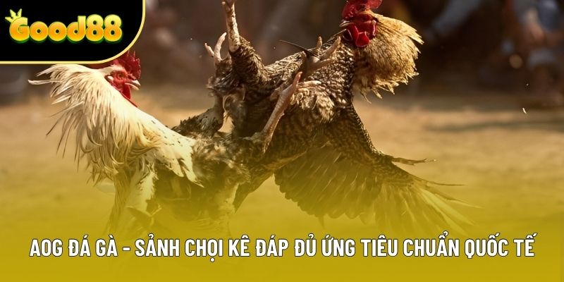 AOG Đá Gà - Sảnh Chọi Kê Đáp Đủ Ứng Tiêu Chuẩn Quốc Tế 2025
