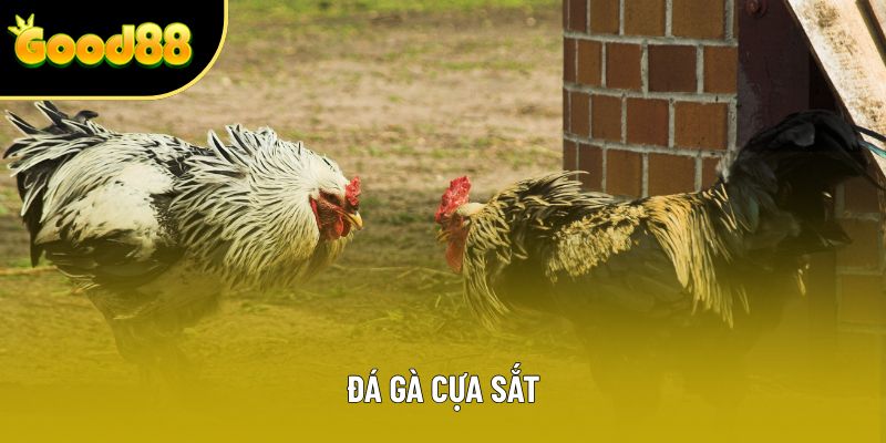 Đá Gà Cựa Sắt: Theo Dõi Trực Tuyến 24/7 Với Hình Ảnh Full Hd