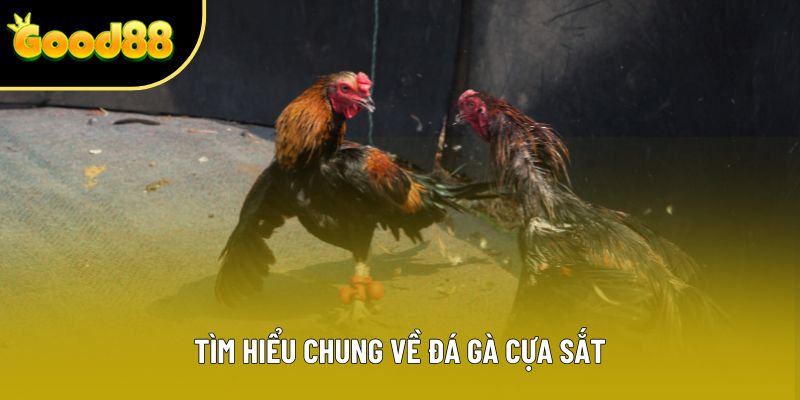 Tìm hiểu chung về đá gà cựa sắt