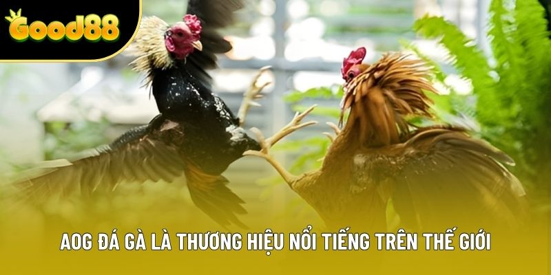 AOG đá gà là thương hiệu nổi tiếng trên thế giới