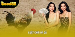 Luật Chơi Đá Gà Tại Good88: Cách Đọc Kèo Và Phân Loại Trận