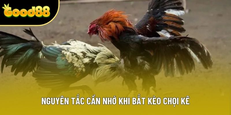 Nguyên tắc cần nhớ khi bắt kèo chọi kê