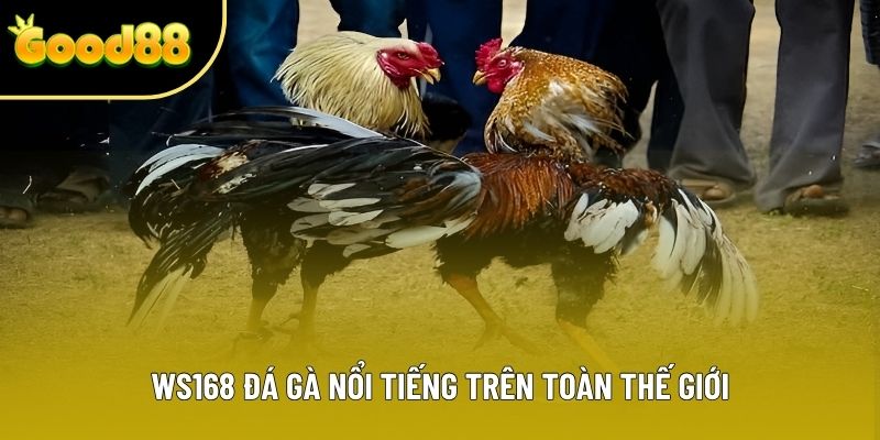 WS168 đá gà nổi tiếng trên toàn thế giới